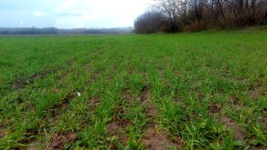 Bokrosodó kalászos márciusban