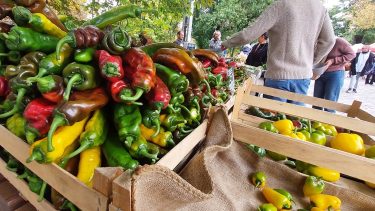 ökotermesztés paprika biopiac