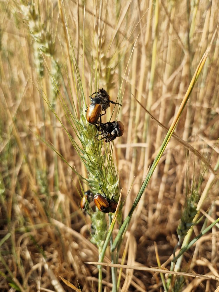 Gabonaszipoly kártétele kalászosban