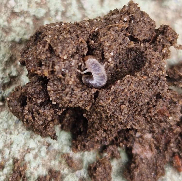 Pajor talajlakó kártevő gyökérrágása