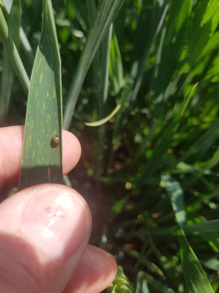 Vetésfehérítő lárva kárképe gabonában