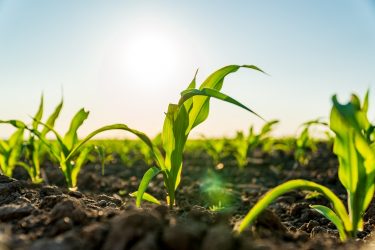 A Bayer Crops Science Andengo kukoricája