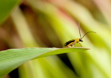 A hatékony rovarvédelem hiány sokba kerülhet kalászos- és kukoricakultúrákban