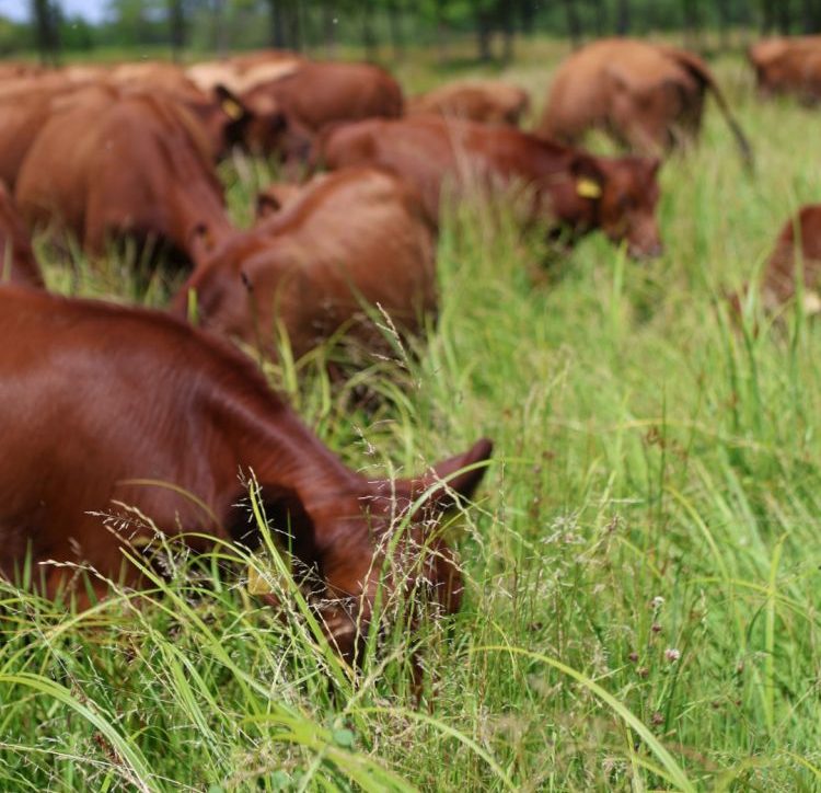 Teljes legeltetés takarmányhasznosítása