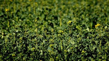 repce április korai virágzás szárazság