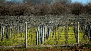 tavasz eleji szőlőültetvény