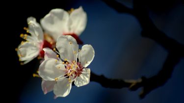 Virágzó kajszi barack fa virágzat