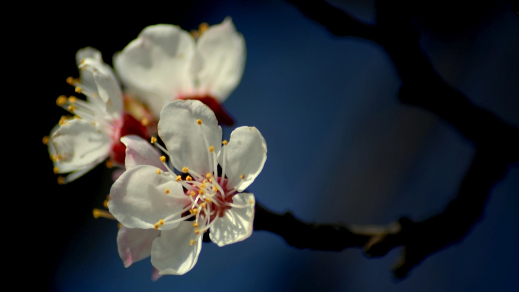 Fagyveszélyben virágzik a kajszi, egyre nő a szárazság
