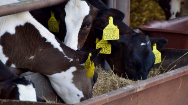 szarvasmarha takarmányozás
