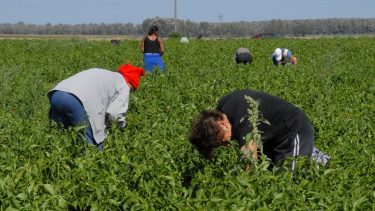 napszámosok egy Tolna megyei paprikatermesztő kertészetben