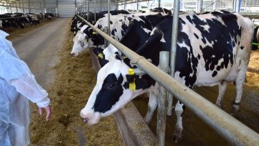 Állatorvos szarvasmarhatartó telepen