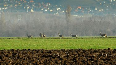 erdei vadak a zsendülő gabonatáblán