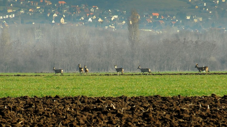 Drága hetek jönnek a szántókon, mi lesz a vadkárokkal?!
