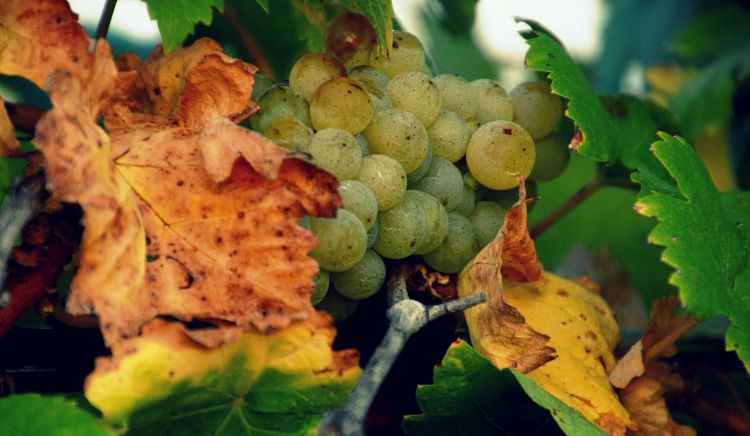 szőlő aranyszínű sárgasága konferencia