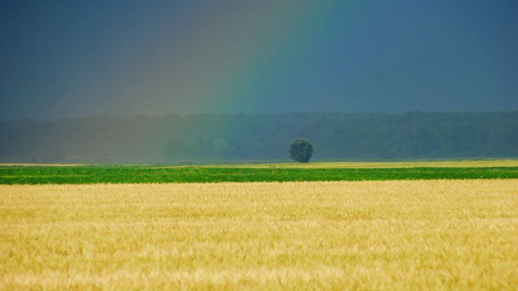 forróság eső nyári kalászos tábla