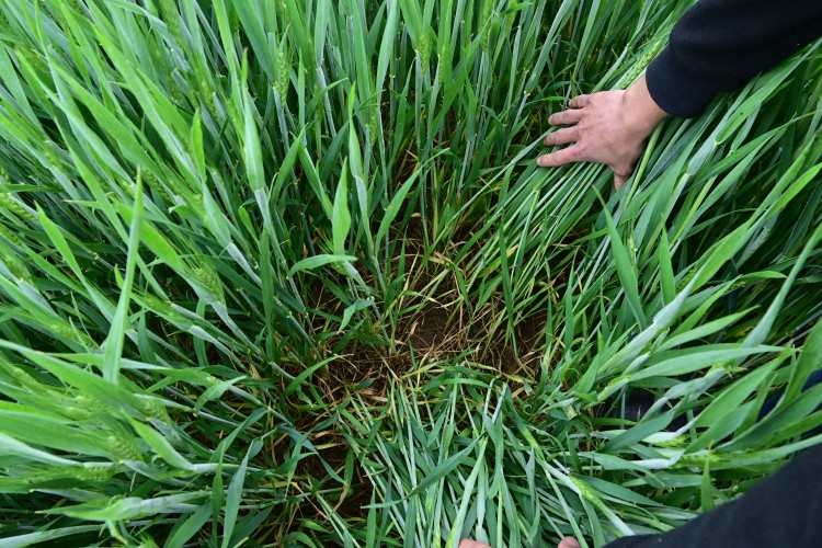 őszibúza-állomány