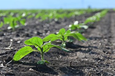 A vadriasztó kezelés célja a napraforgó korai fejlődési szakaszának védelme a mezei nyúl kártételével szemben.(Fotó: KITE Zrt.)