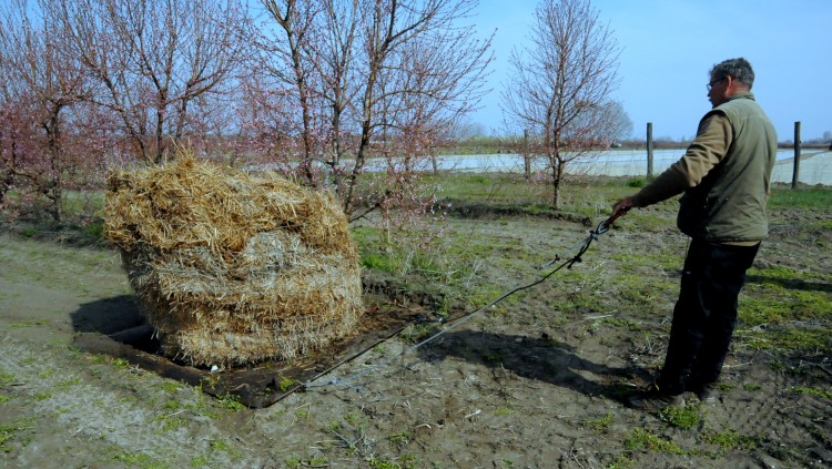 A kertészetekben sok helyen füstöléssel védekeznek majd bizonyos fagytípusok ellen (Illusztráció: Horizont Média)