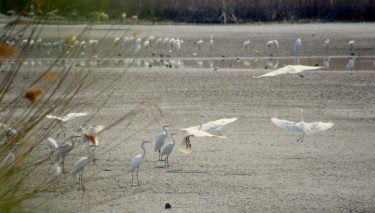 Kiszáradó vízgyűjtő terület Közép-Magyarországon vadmadár