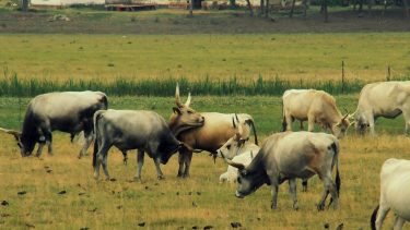 legelő szürke marha