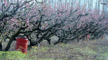 Fagyvédelmi hordó gyümölcsös ültetvény