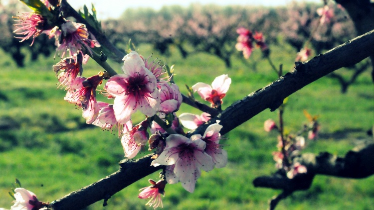 Március végén, hidegben virágzó gyümölcsfa Csongrád megyében (Illusztráció: Horizont Média/archív