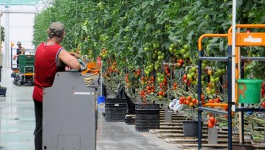 paradicsomhajtató és termesztő gazdaság Dél-Magyarországon