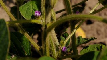 virágzó szója Baranya megye termőterület