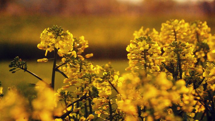 repce alkonyat virágzat olajnövény szántóföld