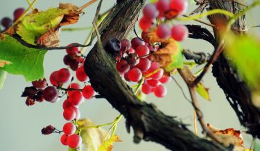 Érett szőlő szüret előtt egy Somogy vármegyei ültetvényen