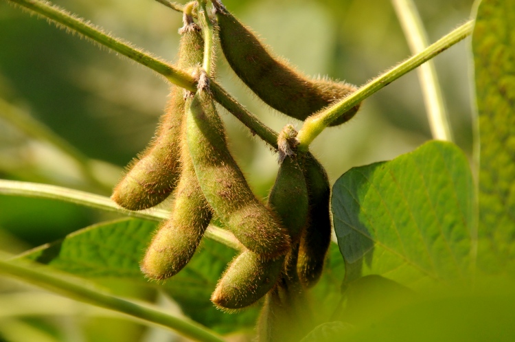 Szökés a szokásból: a szója jövője Magyarországon