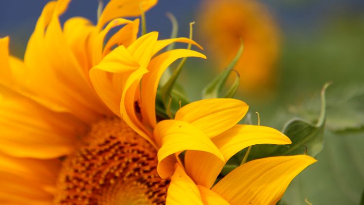 napraforgó virág tányér szántóföld olajnövény