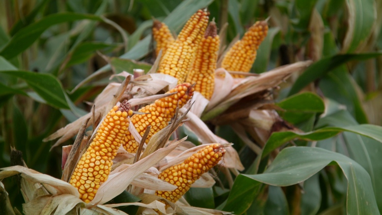 Most kell irányt szabni a magyar agráriumnak
