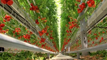 Intenzív paradicsomültetvény üvegházas létesítményben