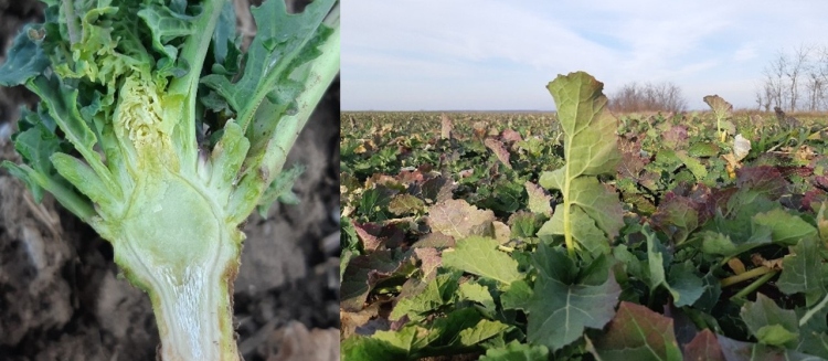 Repce regulátorozás