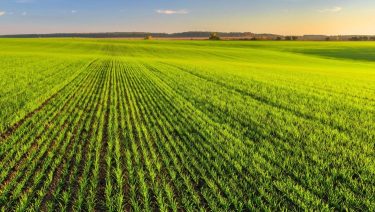 jól telelt kalászosok szántóföld hajnal