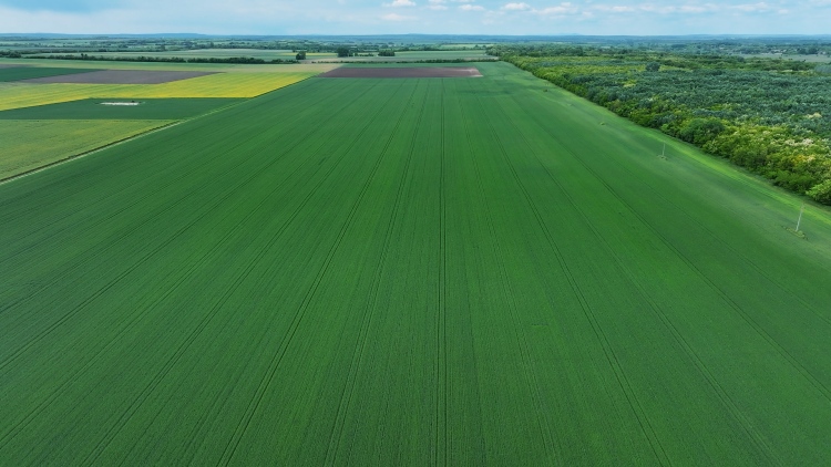 Tiszta tábla, biztos alap: kalászos gyomirtás a gyakorlatban