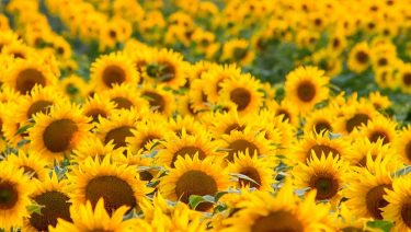 Alta Seeds napraforgó