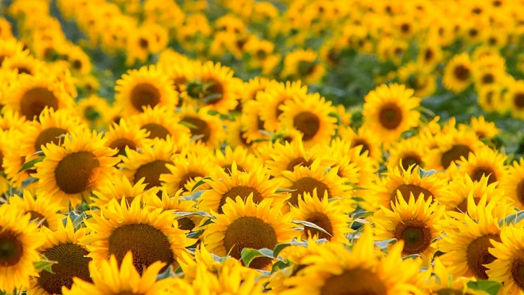 Tapasztalat, csúcsgenetika: az Alta Seeds útja a honi piacra