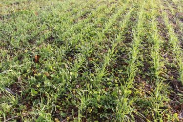 Fehér here alávetése kalászosban