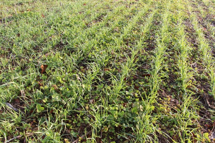 Nitrogéncsapda Európában – és a kiút a táblán