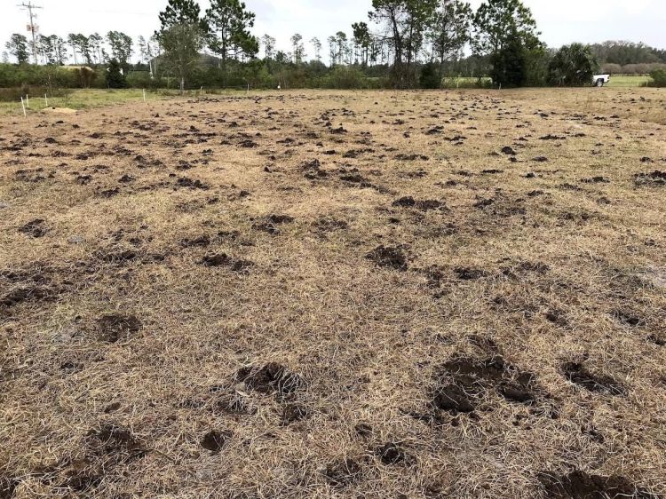 Teljes legeltetés takarmányhasznosítás