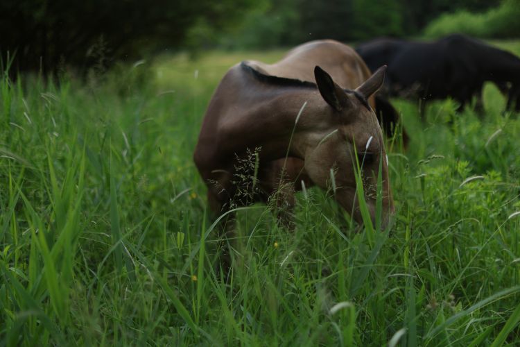 Lovak legeltetése Total Grazing