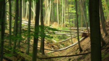 Természetes, diverz erdő természetvédelmi területen