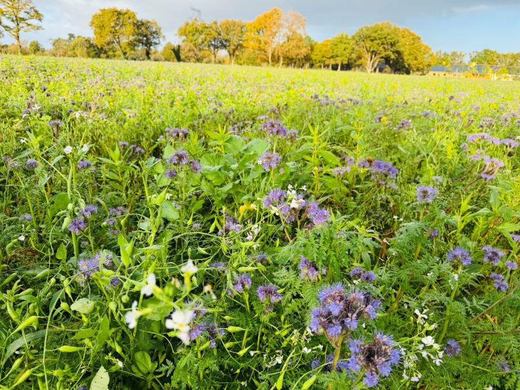 Virágzó takarónövény keverék a szántóföldön.