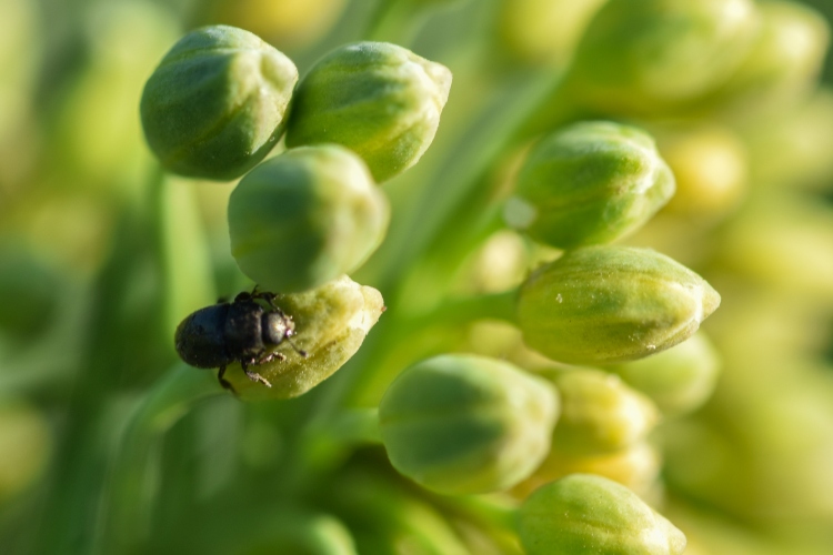 Repcefénybogár (Meligethes aeneus) kártétele (Fotó: KITE Zrt.)