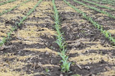 Halvetic® pre-poszt kukorica-gyomirtás eredménye (Fotó: KITE Zrt.)