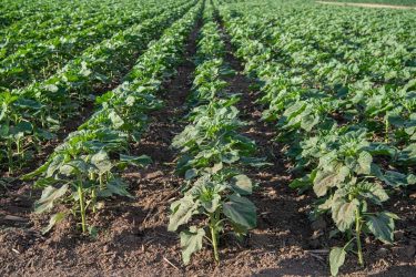 Dell’ Agro Plus stresszkezelésben