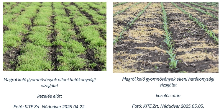 Magról kelő gyomnövények elleni hatékonysági vizsgálat, kezelés után