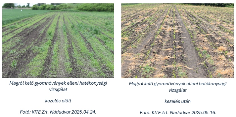 Magról kelő gyomnövények elleni hatékonysági vizsgálat, kezelés után